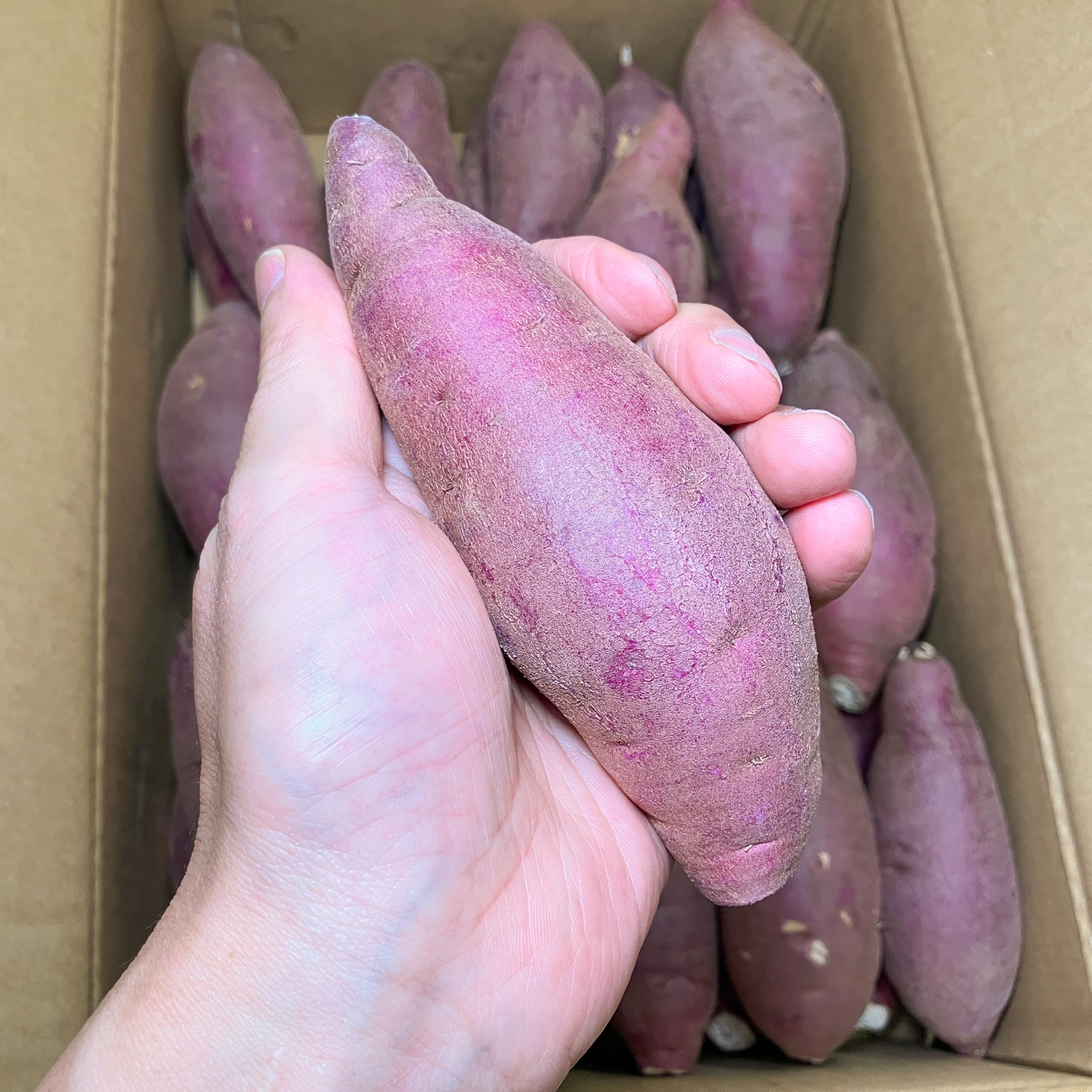 Amazon.co.jp: [市場からお届け] さつまいも 5kg 紅はるか 茨城県産 30